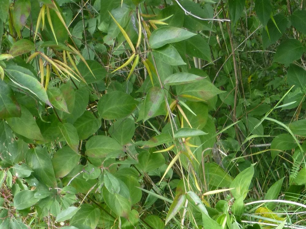 Dog Strangling Vine spotted in Norfolk County The Londoner