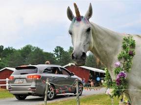11-year old Camus, of Summerstown's Rose Quarter Horses and Training Centre was the star of the show during this year's drive-thru Williamstown Fair. Dressed to look like a unicorn, the horse drew the attention of a good number of younger visitors. Photo taken on Saturday August 7, 2021 in Cornwall, Ont. Francis Racine/Cornwall Standard-Freeholder/Postmedia Network