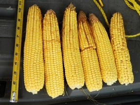 Damaged cobs of corn, in a photo from earlier this summer. Handout/Cornwall Standard-Freeholder/Postmedia Network