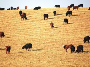County farmers and ranchers are contending with significant drought. Patrick Gibson/Cochrane Times