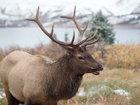 A male elk in late autumn in Mount Assiniboine Provincial Park in B.C.