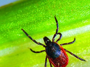 Ticks might be very small and hard to see, but some species of ticks can spread Lyme disease.