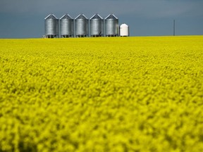 A row of granaries  wait for a yellow field of canola to move beyond the colourful stage through the development of pods and filling out for harvest. Following up on the County of Grande Prairie, the MD of Greenview has also declared an Agricultural disaster due to drought-like conditions and high temperartures.