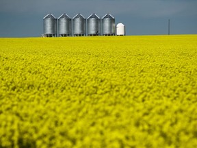 A row of granaries  wait for a yellow field of canola to move beyond the colourful stage through the development of pods and filling out for harvest.