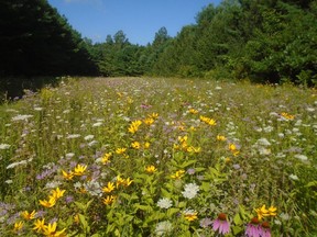 Wawanosh Valley Conservation Area, butterfly garden.