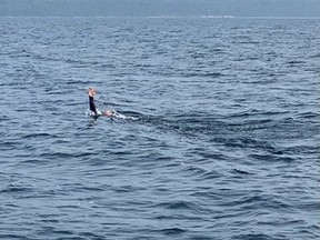 Patrick Douthart swims the backstroke Friday across Colpoys Bay to raise money and awareness for cancer research. SUPPLIED