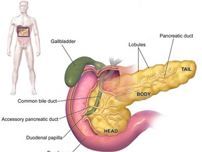 Anatomy of the pancreas and its related organs, the gall bladder and duodenum.