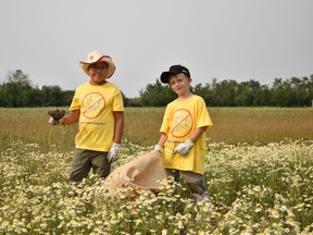 From left to right: Aiden Giesbrecht and Own Born from the Hillcrest Christian School picking weeds out in the county. The County of Grande Prairie Weed Warrior program is open to charity groups and non-profits, who wish to spend a half-day picking weeds for the county, in exchange for a $500 donation to their cause