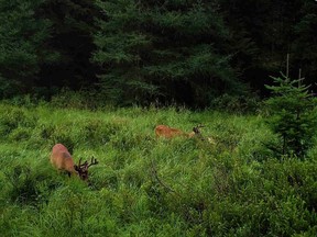 A bachelor group of whitetail bucks are captured grazing a meadow on the author's trail camera.