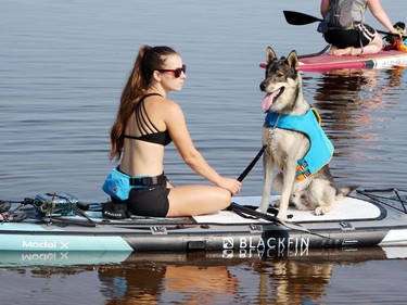 Blitz waits patiently and wonders why he and his owner Janelle Wojtowicz are not heading out on the water already prior to the start of the Ontario SPCA Renfrew County Animal Care Centre Doggy Paddle fundraiser at the Petawawa Point Aug. 21.