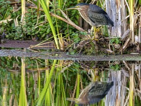 The Green Heron is found in almost every local wetland during the summer.