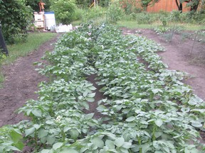 If it wasn’t for the hand water pump shown in the upper left corner, these potato plants would not have grown nearly so lush by mid-July. Add to that not a single potato beetle to be found all season, now well into August. (Ted Meseyton)