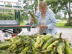 Londoner Jane Hilton buys a dozen ears of gourmet sweet corn at Burke's Produce, on Sunset Drive in St. Thomas. "It's great that we have this nearby," she said of the local produce. A different crop, field corn, one of the mainstays of Southwestern Ontario's vast farm belt, is also coming up roses compared to last year, with area producers going into the fall home stretch with more rain than they had a year ago but still looking for sunny days with heat and humidity to get to the finish. Derek Ruttan/Postmedia Network.