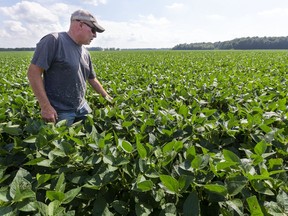 Brian Fletcher of Komoka checks on his 85-acre soybean field west of London on Aug. 12. Fletcher said he's not complaining about his crop, when compared to what farmers in western Canada are facing this summer. Fletcher said his beans are big enough now that they can tolerate more water, but "we need heat now," he said, adding an old saying: "July makes corn, and August makes beans." (Mike Hensen/Postmedia Network)