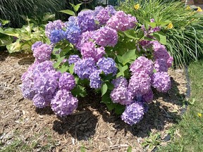 Canadians who maintain gardens have fallen in love with hydrangeas. Shown is the Endless Summer hydrangea. John DeGroot photo