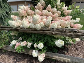 Panicle Hydrangeas are easy to recognize because their blooms are cone shaped, says gardening expert John DeGroot. John DeGroot photo