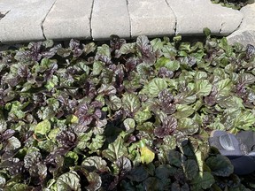 Ajuga is a tidy grown cover perennial that gardening expert John DeGroot says will grow anywhere. Shown is the Ajuga 'Black Scallop'. John DeGroot photo