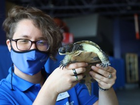 Science communicator Lucie Robillard shows Will, a blanding's turtle, at Science North in Sudbury, Ont. on Friday July 16, 2021. The science centre is open Thursday to Sunday from 10 a.m. to 4 p.m., while Dynamic Earth is open Saturday to Tuesday from 10 a.m. to 4 p.m. John Lappa/Sudbury Star/Postmedia Network