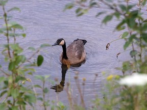 A Canada goose swims in front of College Boreal in Sudbury, Ontario. The weather for Friday calls for cloudy skies with a high of 25 degrees C. Ben Leeson/Sudbury Star/Postmedia Network