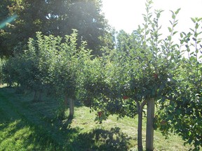 The apple fence Mark built on his property is a casual divider between meadow and veggie patch.