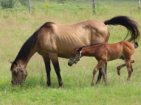 A horse and foal graze on vegetation at Hillsview Stables in Lively, Ont. on Monday August 9, 2021. John Lappa/Sudbury Star/Postmedia Network