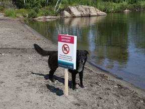 Baxter the dog peers around a swimming advisory sign at the beach near the Northern Water Sports Centre on Wednesday August 11, 2021.