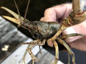 This summer's unusual weather seems to have impacted local marine creatures as this very large crayfish found in a lake near Estaire recently can attest. Harold Carmichael/Sudbury Star/Postmedia Network