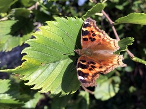 A Compton tortoiseshell butterfly rests on a leaf near Honora Lakeshore Road on Manitoulin Island. The weather for Thursday calls for sunny skies and a high of 29 degrees C. Ben Leeson/The Sudbury Star/Postmedia Network