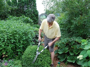 Mark Cullen has more than 50 boxwood plants in his garden. Another great garden performer, it should not be confused with the U.K. cousin, English boxwood. Supplied