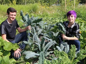 Andrew Persechino, left, and Jesse Northover harvest kale at the Flour Mill Community Garden located at Ryan Heights in Sudbury, Ont. on Wednesday August 16, 2017. John Lappa/Sudbury Star/Postmedia Network