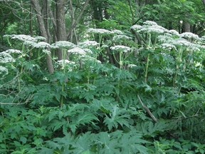 Giant hogweed plants have been detected in New Sudbury. Postmedia file photo