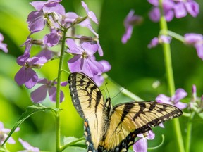 A photograph of a butterfly in the Sydenham River Nature Reserve. Photo by Mark Buchanan submitted for Sarnia This Week