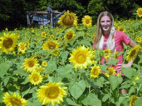 The Heritage Village at the Backus Heritage Conservation Area north of Port Rowan is usually a beehive of activity with special events planned most weekends during the summer. That's not the case for a second consecutive year due to COVID-19 but the village remains open to self-guided walking tours. Here, Cori Carson, of Walsh, checks out the sunflower maze in the Heritage Village – a new feature that was planted this spring. Monte Sonnenberg/Postmedia Network
