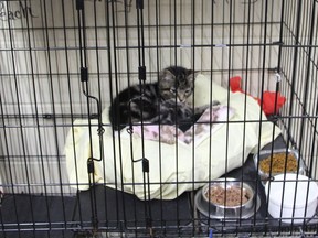 Purrfect Companions of Norfolk animal rescue facility has seen an increase in the number of cats and kittens in its care this year. Alex Hunt/Postmedia Network