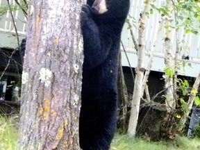 Our neighbourhood black bears sometimes stop in at the compost bin for a treat.