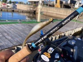 Soft plastic jerk shad baits like this are a staple in Jeff Gustafson's tackle box because they catch most species of fish across Sunset Country.