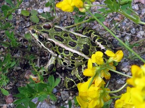 The leopard frog is usually well-camouflaged on land or in water.