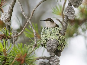 The hummingbird’s nest is well camouflaged with bits of lichen.