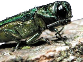 The emerald ash borer may only be eight to 14 millimetres long, but it is having a devastating impact on local and regional forests.