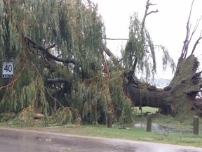 A 60-year-old willow tree on the Port Elgin waterfront near North  Shore Park was one of many trees downed as a severe storm hit the area late Tuesday afternoon. Hydro lines were knocked down and power was out to some areas.
(Frances Learment)