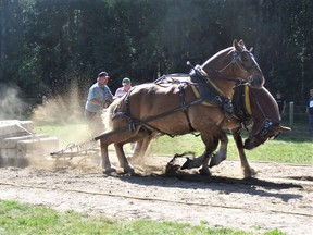 A horse pulling competition from the South River Machar Agricultural Society Fall Fair in pre-COVID days. This year's fair also will have horse competitions. South River Machar Agricultural Society Photo