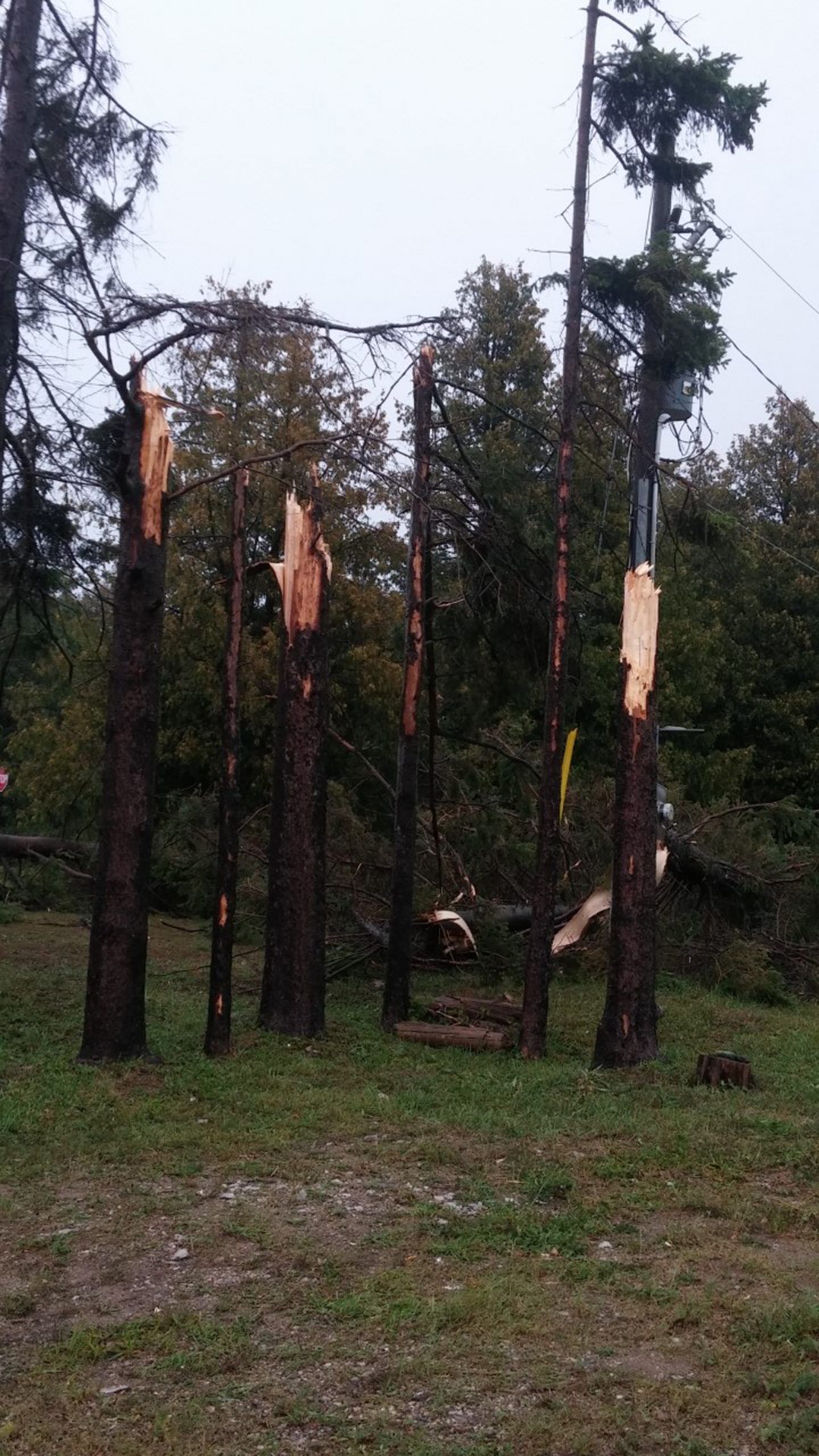 Trees in this stand at the Port Elgin harbour were sheered off by high winds that ravaged sections of Port Elgin Sept. 7.