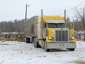 Transporting cattle by semi-truck. (supplied photo)