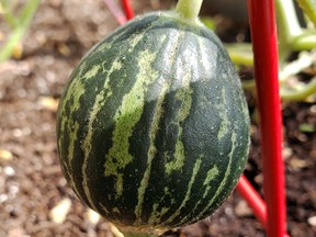 A Farnorth Melon variety is seen here growing this summer in a patio garden. Kristine Jean