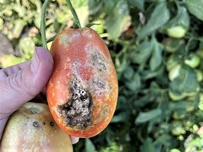 Late blight is strongly suspected on this Red Plum tomato. (Photo by Jackie Mangin)