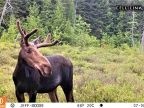 A curious young bull moose out for a summer stroll, captured on the author's trail camera.