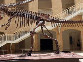 Many different meat-eating dinosaurs, such as this Giganotosaurus, may have grown at least as big or even bigger than everyone’s favorite giant predator, T. rex.