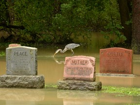 A Heron hunts for frogs and fish in between headstones at the Avondale Cemetery in Stratford Thursday morning after more than a day of heavy rain saw the Avon River overflow its banks. Galen Simmons/The Beacon Herald/Postmedia Network