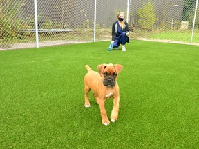 Stratford Perth Humane Society animal care attendant Erinn Spicer takes Lewis the boxer puppy out for some exercise in the shelter’s dog park. (Galen Simmons/Beacon Herald file photo)