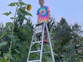 Andy Jacobi, 9, hopes one of the giant sunflowers growing in his Southampton yard will top 20-feet, or 240 inches, at the Port Elgin Pumpkinfest virtual Weight Off Oct. 2. [Supplied]